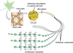 Cellulose | Structure, Properties, Function, Facts & Summary