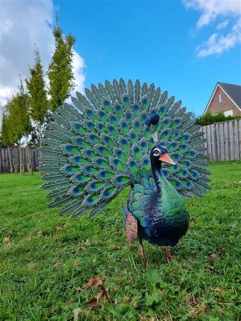 Statue, XL Metal Garden Peacock - 63 cm - metal - Catawiki