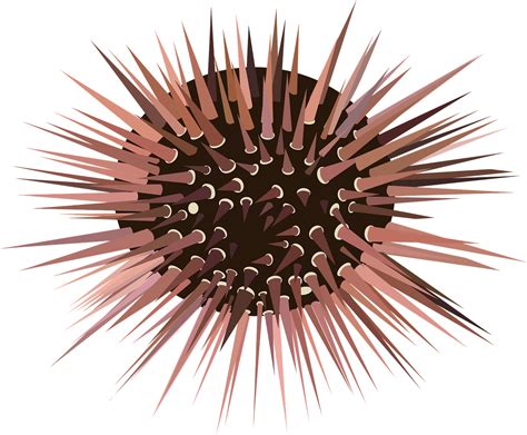 Download Sea Urchin, Spines, Prickly. Royalty-Free Stock Illustration ...