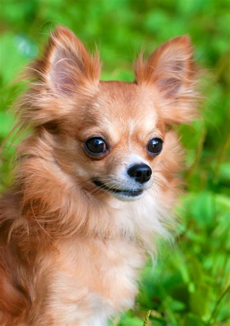 Long Haired Chihuahua Photos | ThriftyFun