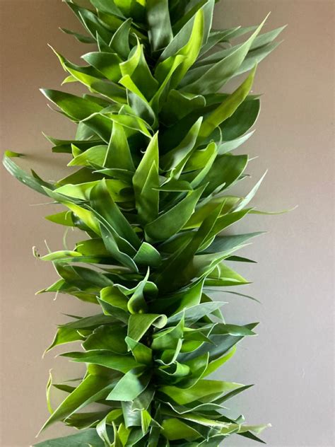 Young ginger leaf lei po’o braided with raffia. Hula, Hawaii Crafts ...