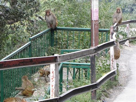 Jakhu Temple in Shimla India and the Monkeys | The Travel Info Blogger