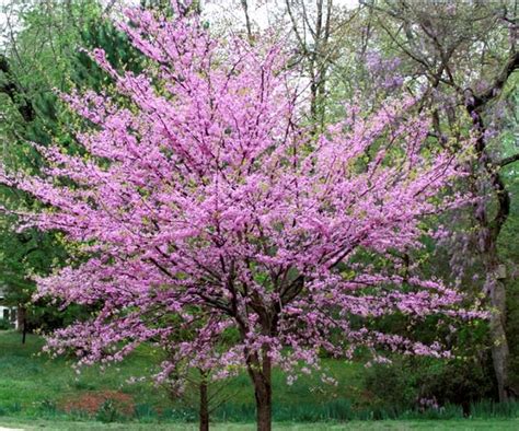 Fast Growing Shade Trees: 5 Varieties To Grow In Australia | Homes To Love | Arbres d'ombrage ...