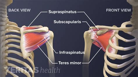 Shoulder Joint Muscles