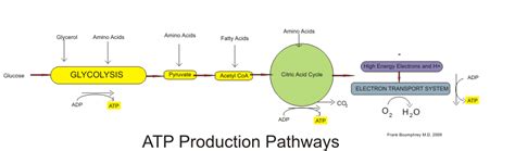 Metabolism – Human Nutrition