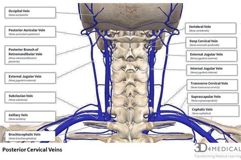 Pin on Anatomy