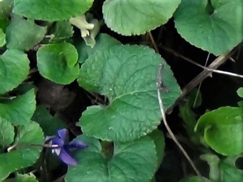 Violet, Wood Violet, Sweet Violet, English Violet, Violata odorata