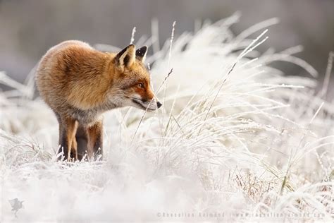 Fox in the Snow by thrumyeye on DeviantArt