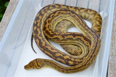 Southern Scrub Python by Cliffside Exotics - MorphMarket