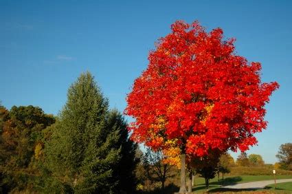 6 secrets of the Canada red maple tree | Canadian Living