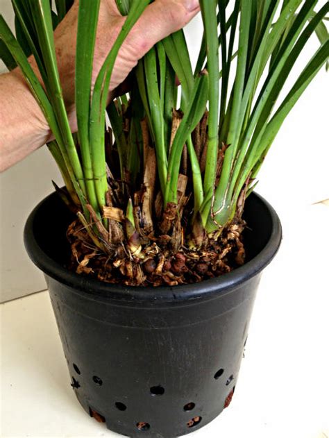 Repotting Cymbidium Orchids