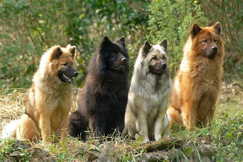 Сolorful Eurasier dogs photo and wallpaper. Beautiful Сolorful Eurasier dogs pictures