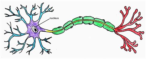 Neuron Clip Art - ClipArt Best