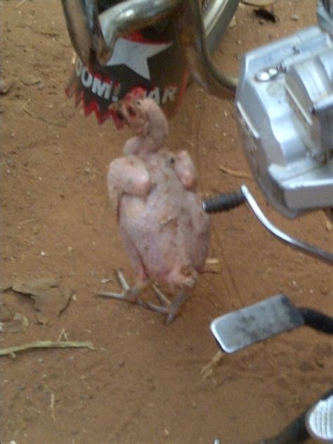 Chicken Without Feathers - Pets - Nigeria