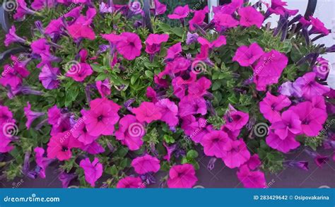 A Large Bouquet of Bright Purple Petunias - Many Beautiful Petunias in a Pot Stock Photo - Image ...