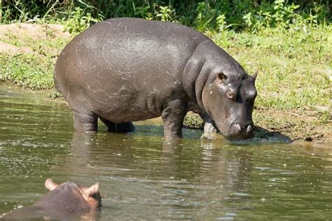 Hippopotamus Facts, Hippo Sweat, and a Natural Sunscreen - HubPages