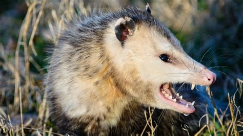 What’s the Difference Between a Possum and an Opossum? | Opossum, Bizarre animals, Animals