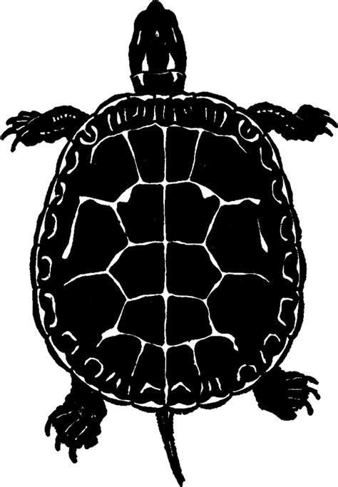 Public Domain Turtle Image - Silhouette! - The Graphics Fairy