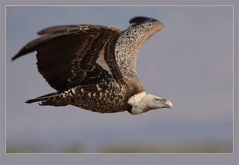 Learn.Draw.BIRD.: 137. Rüppell's Griffon Vulture (Gyps rueppellii)