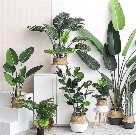 HOUSEPLANT AESTHETIC on Instagram: “C U R A T E D 📷: @mdrnstudio . . . . . . # ...