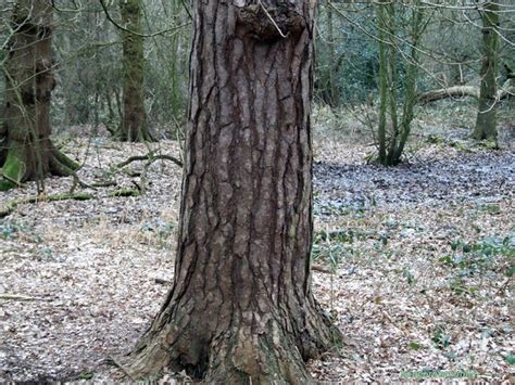 scots pine bark 2 copy | Explore hedgerowmobile's photos on … | Flickr - Photo Sharing!