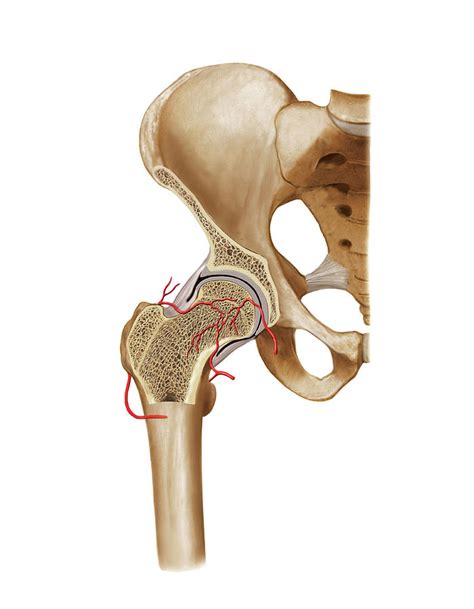 Arterial System Of The Hip Photograph by Asklepios Medical Atlas | Fine ...