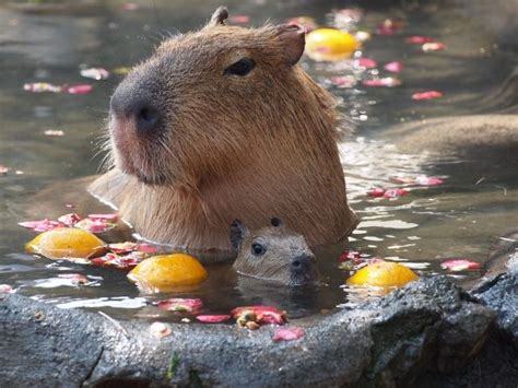 18 best Capybaras images on Pinterest | Capybara, Animaux and Animais