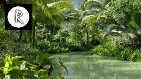 9 HOURS Rainforest │ Jungle Sounds - Natural sound of a rainforest for relaxation, yoga, SPA ...