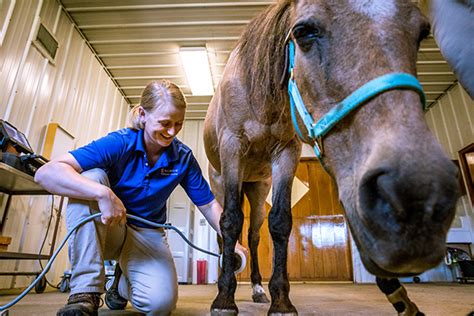 Midwest Equine at Illinois - Veterinary Medicine at Illinois