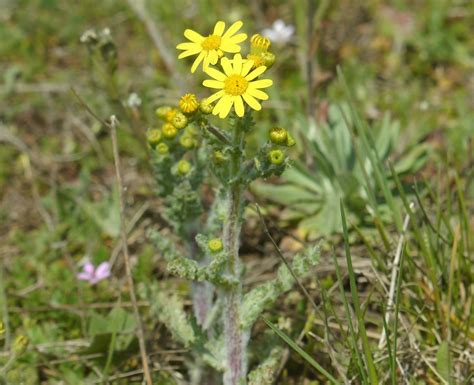 Eastern groundsel (Senecio vernalis) Flower, Leaf, Care, Uses - PictureThis