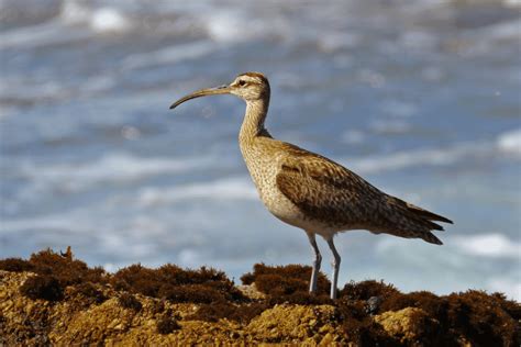 13 Small Birds with Long Beaks - Happy Birding