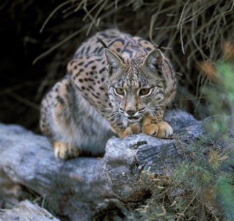 Iberian lynx - Lynx pardinus - (Temminck, 1827)