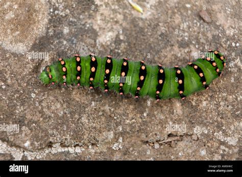 Emperor Moth Caterpillar Stock Photo - Alamy