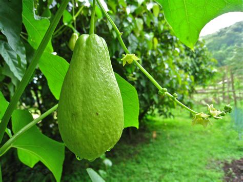 ¿CÓMO BENEFICIA A LA ECONOMÍA EL CULTIVO DE CHAYOTE EN MÉXICO?