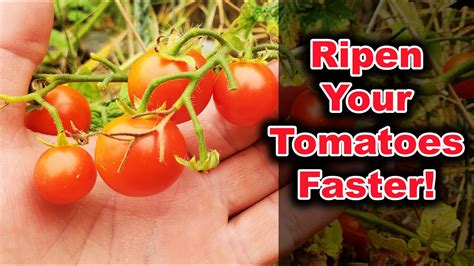 How To Ripen Tomatoes On The Vine Faster In 2020! - YouTube