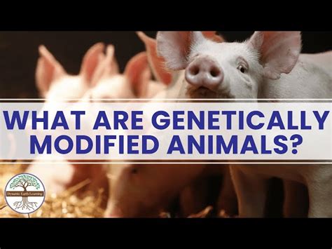 Genetically Engineered Animals