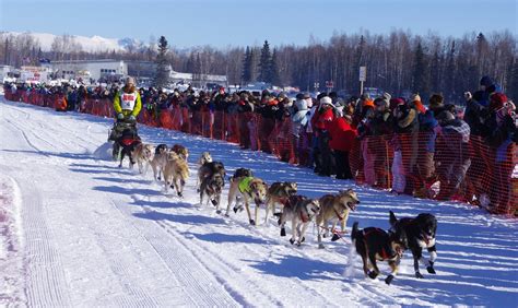 Start of the Iditarod race - Sled dogs doing their thing | alvinalexander.com