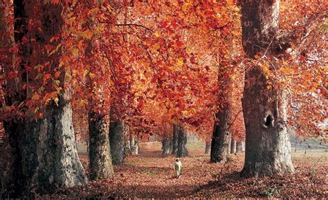 Jammu and Kashmir's Chinar tragedy: Majestic trees face onslaught, fast disappearing due to ...