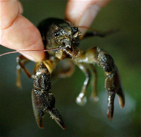 White-clawed Crayfish now ‘endangered’ — Nature Around Me