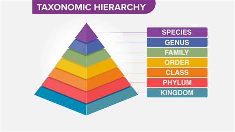 Taxonomy Definition Examples Levels Classification