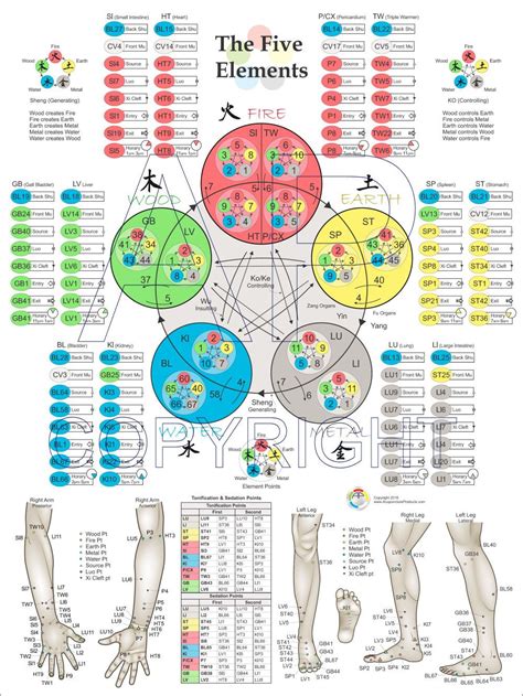 Five Elements of Acupuncture Points Poster 18 X 24 | Acupuncture points ...