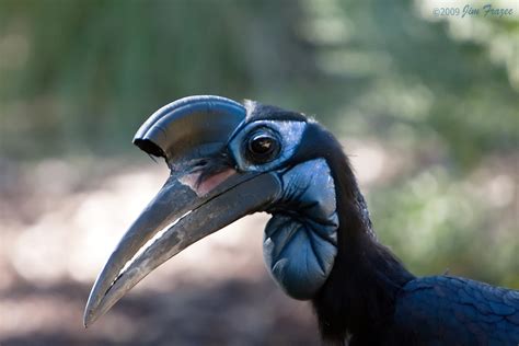 Abyssinian Ground Hornbill (female) | Mother Nature designed… | Flickr