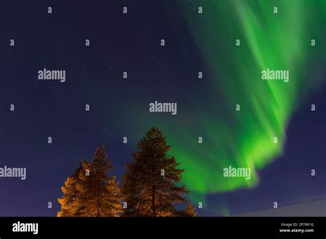 Aurora Over Trees In Winter In Kuusamo, Finland Stock Photo - Alamy