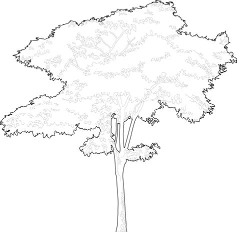 Trees dwg CAD blocks free download | PIMPMYDRAWING | Tree line drawing, Tree outline, Tree dwg