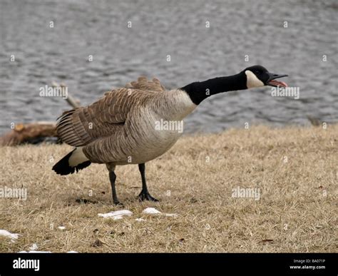 Canadian Goose honking Stock Photo - Alamy