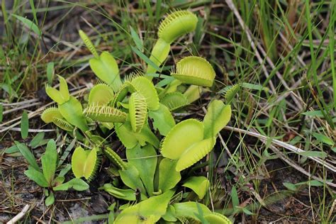 Unique habitat: Venus flytraps, pitcher plants and others | News | independenttribune.com