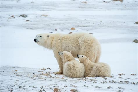 Polar she-bear with Cubs. a Polar she-bear with Two Small Bear Cubs on the Snow Stock Photo ...