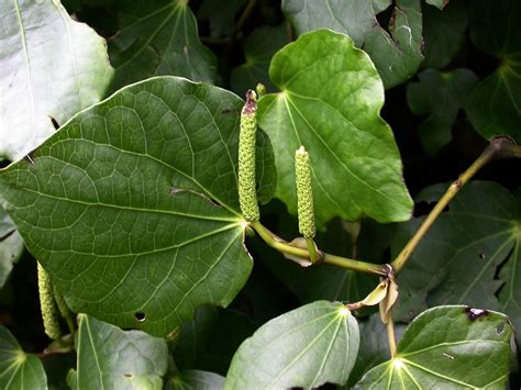 Piperaceae - Alchetron, The Free Social Encyclopedia