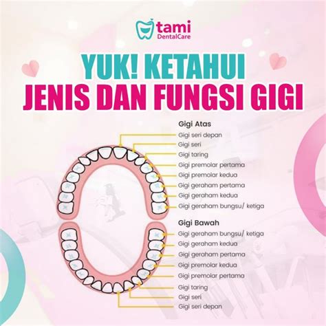 YUK KETAHUI JENIS DAN FUNGSI GIGI – Tami Dental Care – Klinik Dokter ...