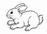 Cute Bunny coloring Page sketch template